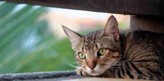 Gatti, non vanno lasciati soli
