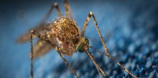 come fare a evitare le punture di zanzara