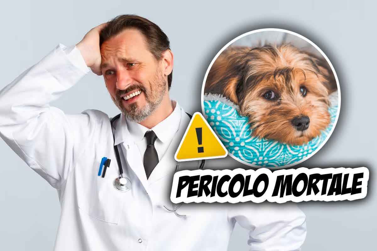 Allarme pericolo mortale per i cani