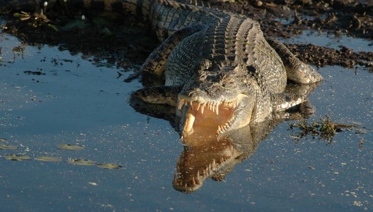 animali pericolosi mondo