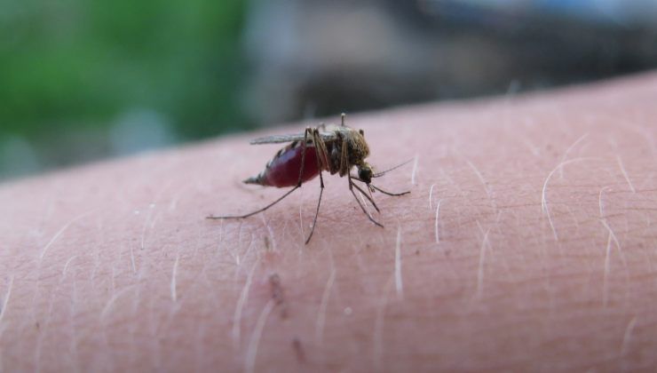 allontanare le zanzare