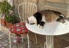 Cosa fare se il gatto ha caldo