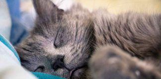 il video del gatto più tenero