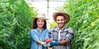 raccolta pomodori come evitare di farli morire