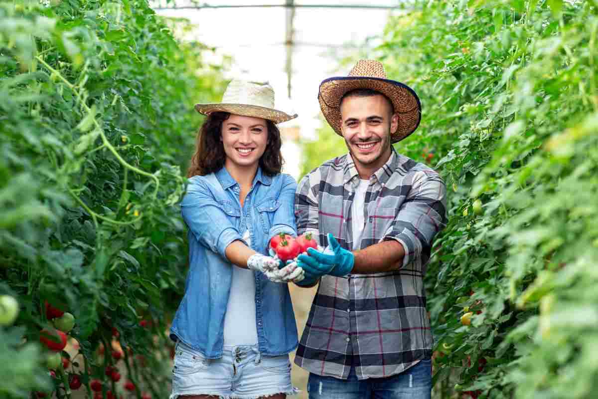 raccolta pomodori come evitare di farli morire