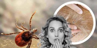 pulci come riconoscerle ed eliminarle