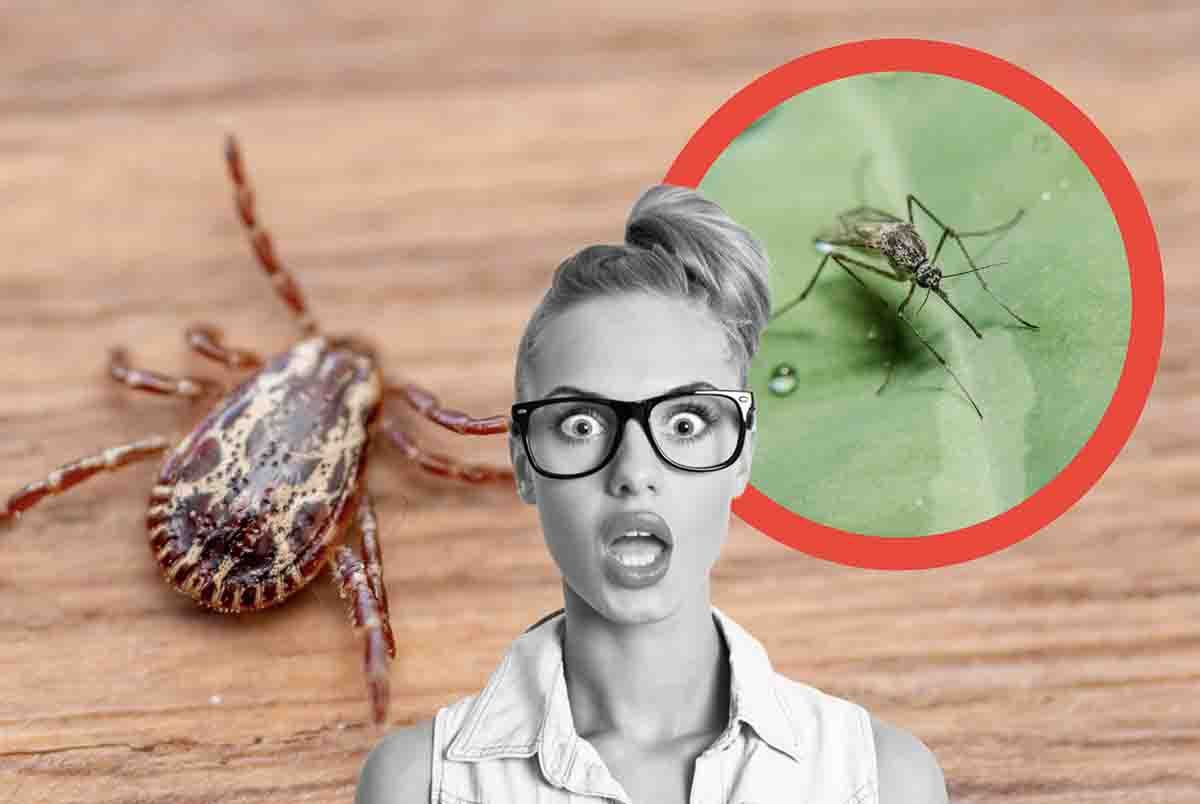 Zecche e zanzare: i rischi delle loro punture