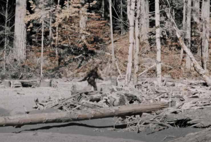 Bigfoot non esiste: la prova