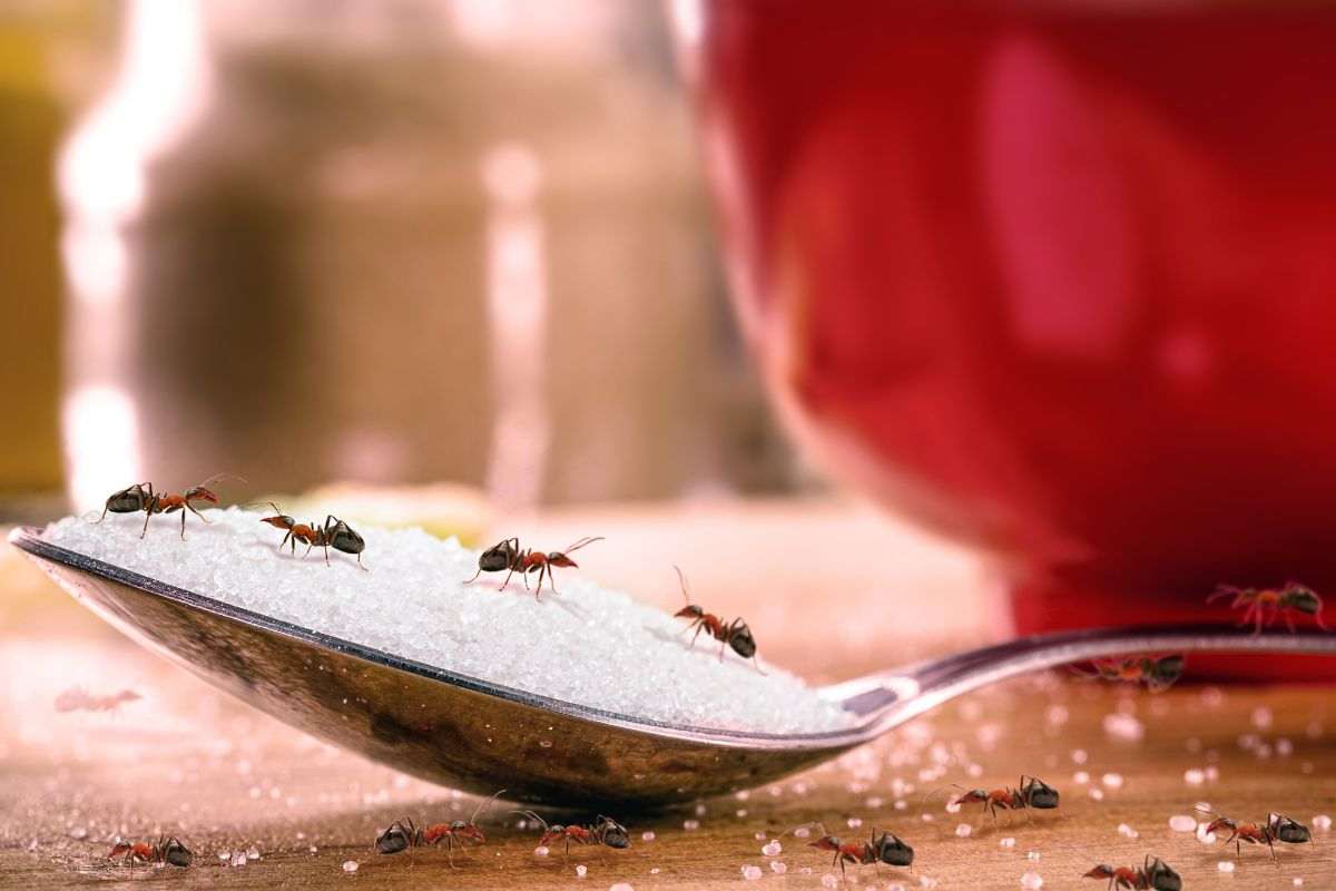 Scacciare via le formiche