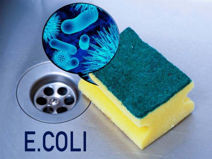 spugna dei piatti nel lavello della cucina e E.Coli