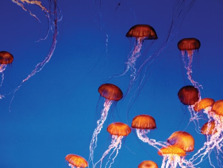 branco di meduse