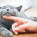 Gatto