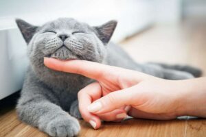 Gatto