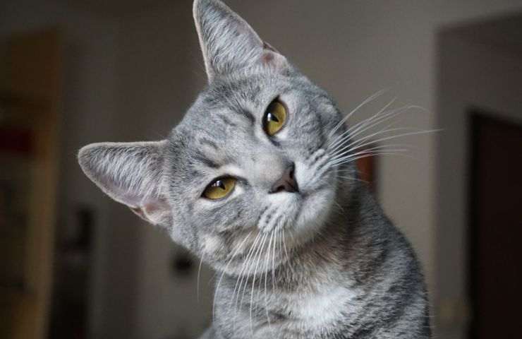 Gatto
