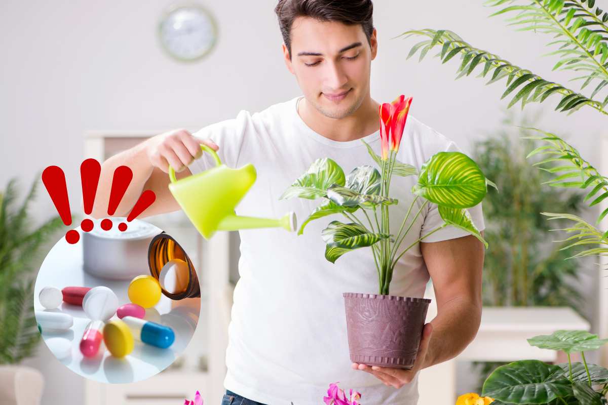 uomo innaffia pianta in vaso e pillole
