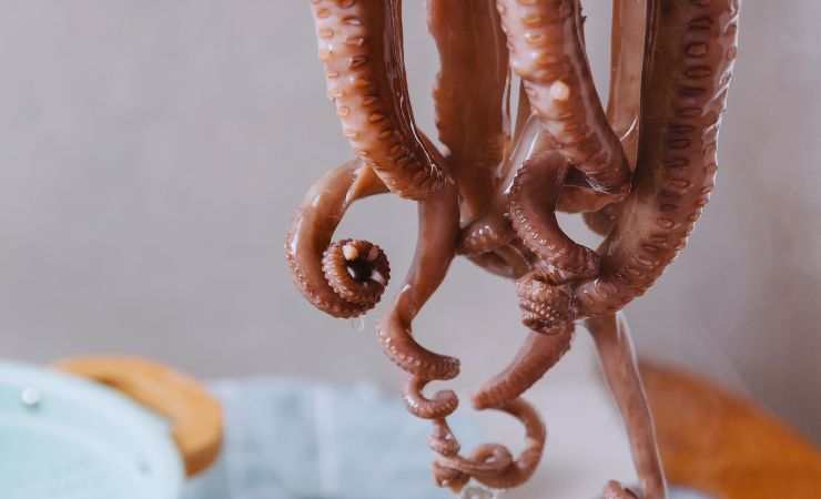 tentacoli polpo