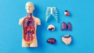 Gemelli Digitali: perché avere una copia virtuale dei tuoi organi potrebbe salvarti la vita prima ancora che tu ti ammali.